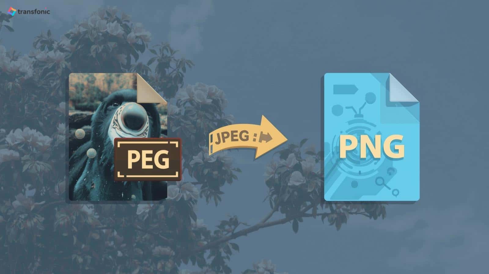 JPEG to PNG: The Complete Conversion Guide